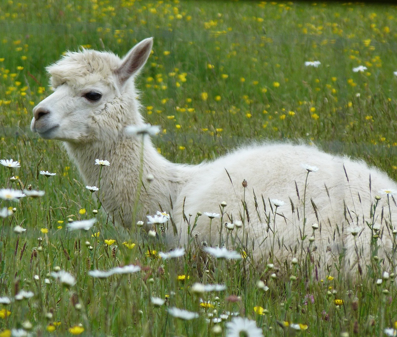 Der pH-Wert bei der Reinigung von Wolle und anderen tierischen Fasern