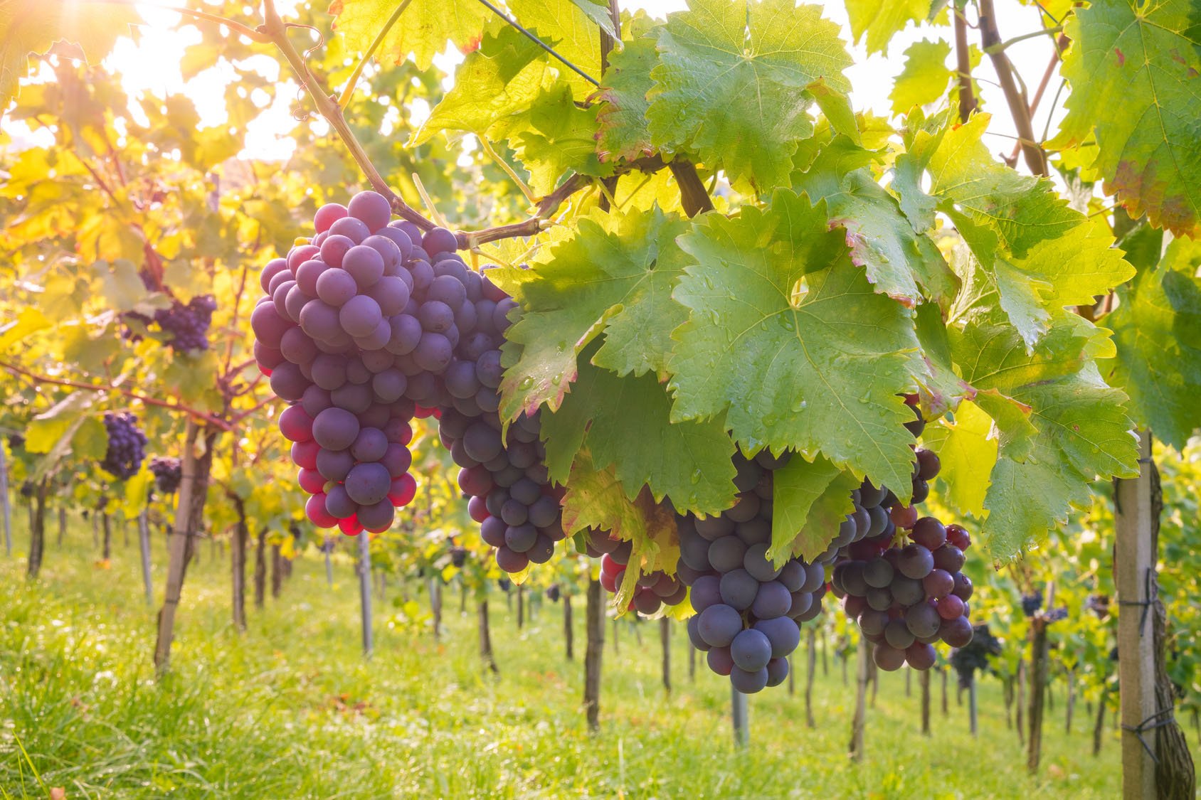 Die Bestimmung des pH-Wertes in Wein