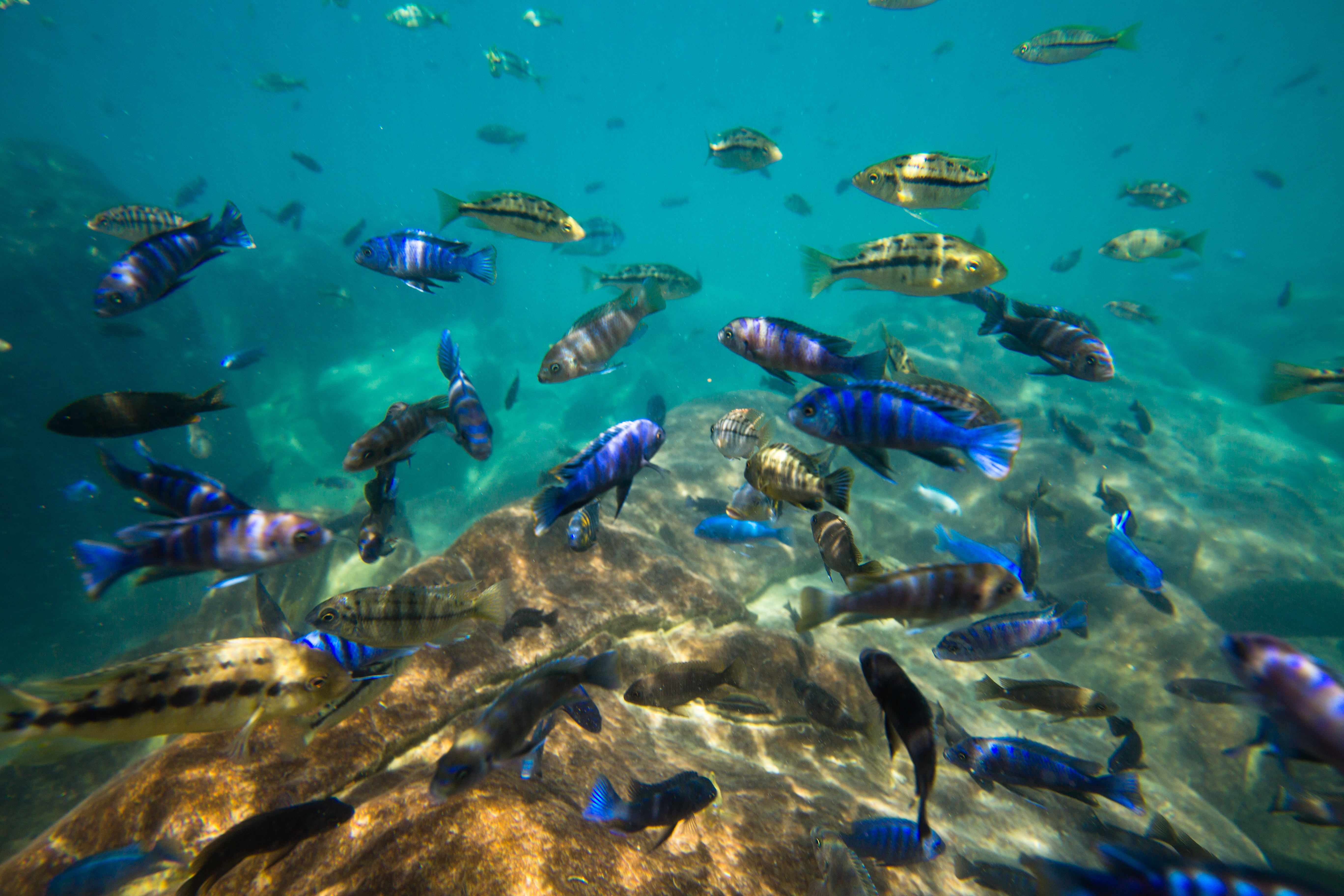 Ostafrika-Buntbarsche – die Spezialisten unter den Aquarienfischen