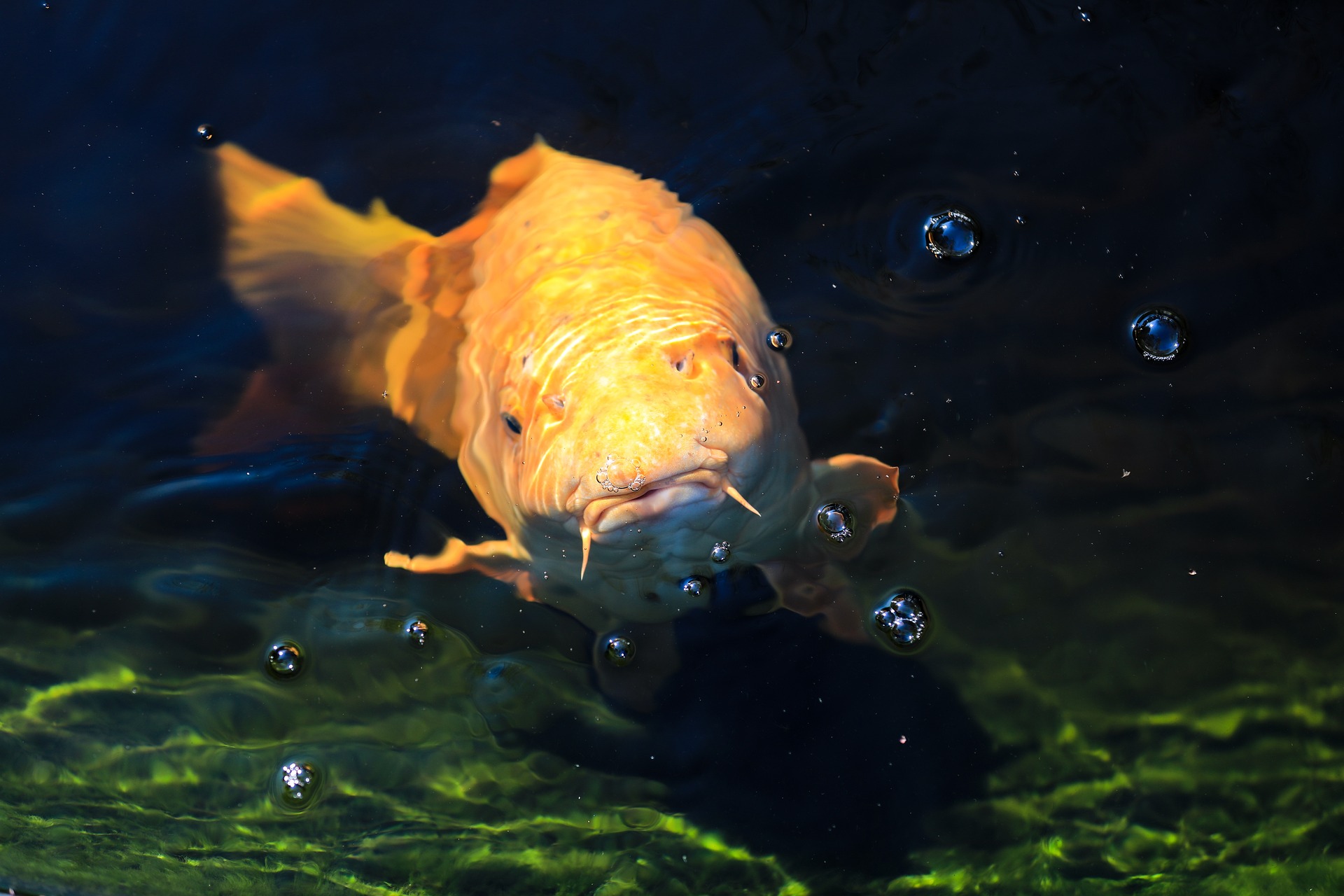 Wasserqualität von Fischgewässern - Teil 2: Sauerstoff